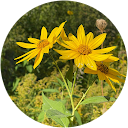 Ann Hemphill profile picture